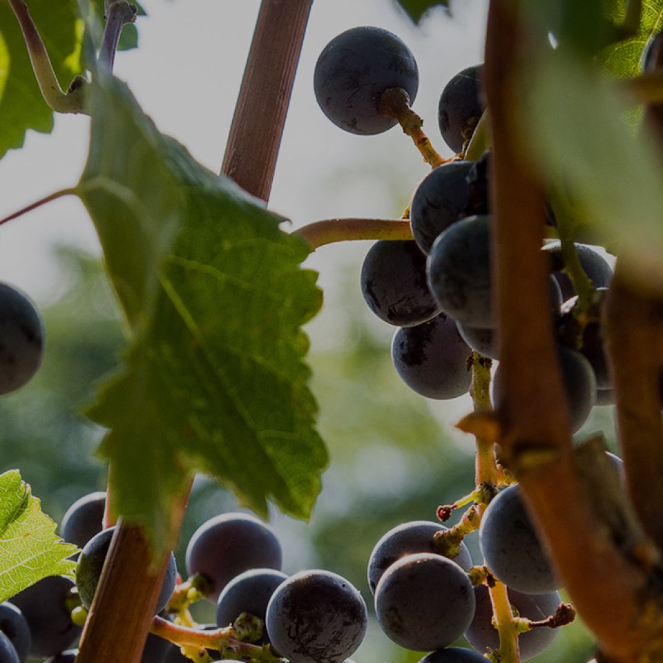 Cantina Ca' Lustra Zanovello — foto 7